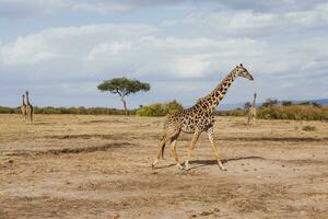 safari door de wild wereld van de maasai mara nationaal park in Kenia. hier u kan zien antilope, zebra, olifant, leeuwen, giraffen en veel andere Afrikaanse dieren. foto