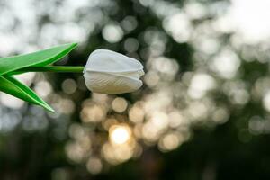 wit bloemen Aan oranje ronde bokeh wazig achtergrond van zonlicht. foto