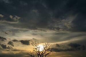 dood bomen, enkel en alleen takken links. de zon was instelling achter hem. foto