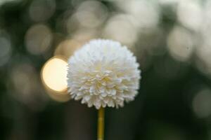 wit bloemen Aan oranje ronde bokeh wazig achtergrond van zonlicht. foto