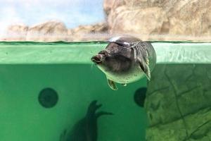 de baikal-zeehond zwemt onder water. zeehond in het aquarium. observatie van de dierenwereld. foto