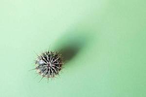 achtergrond van een cactus op een groene achtergrond. plantentextuur met doornen foto