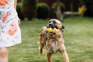 een schattig klein meisje speelt met haar hond buiten op gras thuis. foto onscherp door rennende hond