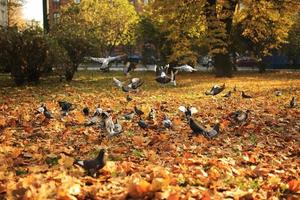 een grote zwerm duiven stijgt in de herfst van de grond de lucht in in het park. vliegende wilde duiven foto