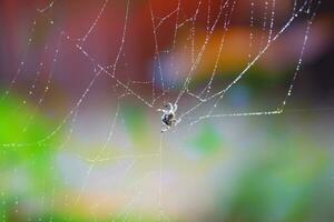spinnenweb abstract spinneweb natuurlijk met regen laten vallen vervagen kleurrijk foto