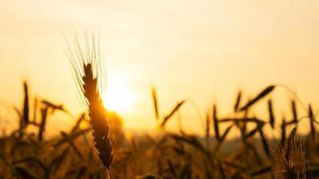 aartjes van tarwe close-up in de stralen van de gele warme zon bij zonsopgang, zonsopgang boven een tarweveld op het platteland