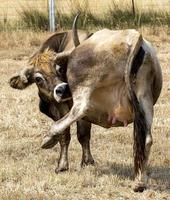 mirandesa ras koe in portugal foto