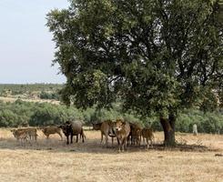 kudde mirandesa-koeien in portugal foto