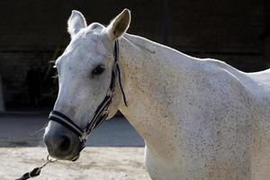 polo paard wacht op zijn beurt foto