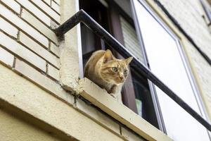 oranje kat gluurt uit het raam foto