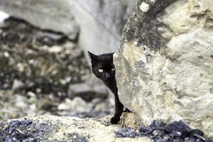 zwarte kat verstopt op straat foto