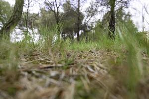 groen gras in bos foto