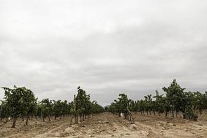 wijnstokken van wijngaarden foto