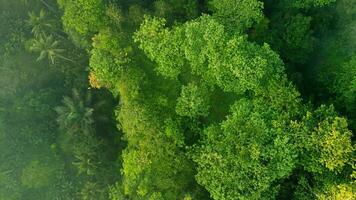 behang achtergrond van boom Woud foto