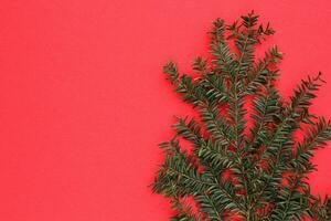 groen net Afdeling Aan rood achtergrond met kopiëren ruimte. Kerstmis boom decoratie. nieuw jaar, winter vakantie kaart. Spar, pijnboom takje. Promotie van de poster uitverkoop of procent korting in de op te slaan foto
