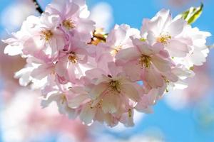 selectieve focus close-up fotografie. mooie kersenbloesem sakura in het voorjaar over blauwe hemel. foto