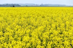 mooie gele bloemen, bloeiend koolzaadveld foto