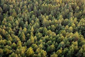 prachtige panoramische foto over de toppen van dennenbos