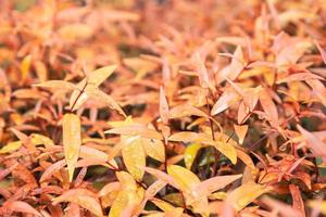 gele bladeren textuur achtergrond met regen waterdruppels herfstbladeren foto