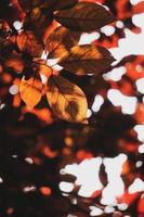 rode boombladeren in de natuur in het herfstseizoen, rode achtergrond foto