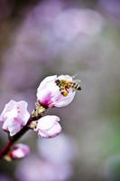 bloesems, roze perzikbloemen en bijen foto