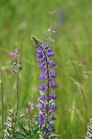 hoge blauwe lupine groeit in de wei foto