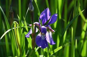 helderblauwe iris tussen de groene bladeren foto