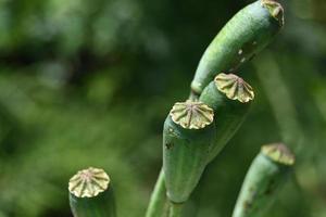 groene testikels van bloeiende wilde klaprozen foto