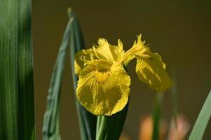 gele kleinbloemige iris foto