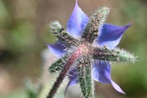 kleine blauwe medicinale komkommerring op een groene achtergrond green foto