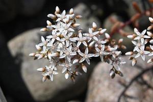 veel kleine witte kruipende plantenbloemen foto