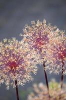 bloeiende sier knoflook bloeiwijzen foto