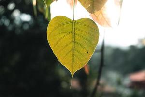 groene bladeren natuurlijke achtergrond foto