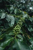 koffieplantage in tropisch bos