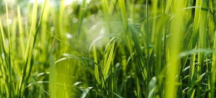 laat groen donker bladdetail in de natuur foto