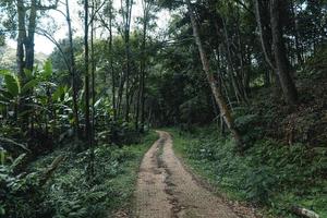 de weg naar een landelijk dorp in een tropisch bos