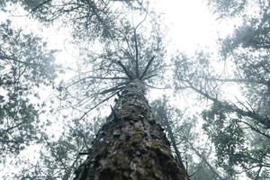 bomen in de mist, wildernis landschap bos met pijnbomen foto