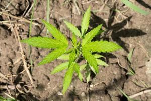 jonge groene spruit van marihuana in de buitenlucht, cannabisplant