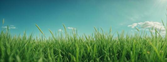 groen gras Aan blauw Doorzichtig lucht, voorjaar natuur thema. panorama. ai gegenereerd foto