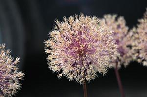 bloeiende bloeiwijze van sierknoflook foto