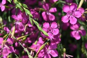 kleine roze bloemen van de tapijtplant foto