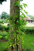 boom boomstammen wijnstokken planten foto