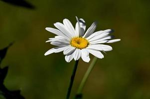 een witte kamille op een groene achtergrond foto