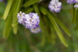 Purper orchidee bloemen en groen bladeren foto