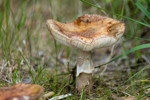 single varken paddestoel zittend te midden van weelderig groen gras in een natuurlijk buitenshuis instelling foto