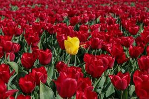 single levendig geel tulp in een veld- van rood tulpen foto