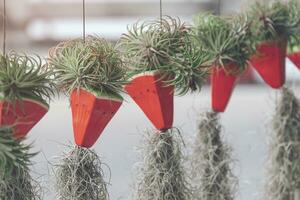 selectief focus Bij rij van Spaans mos fabriek zijn groeit Aan hangende klei bloem potten met wazig achtergrond foto