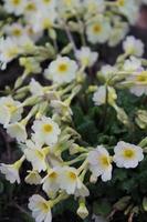 achtergrond van witte kleine bloemen in de lente of zomer foto