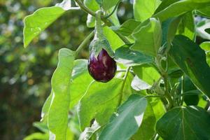 aubergine in de tuin. verse biologische aubergine aubergine. paarse aubergine groeit in de grond. foto