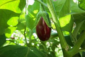 aubergine in de tuin. verse biologische aubergine aubergine. paarse aubergine groeit in de grond. foto